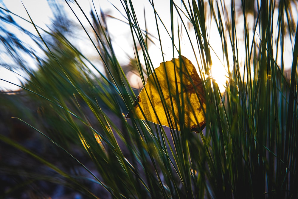 mariposa amarilla en hierba verde durante el día