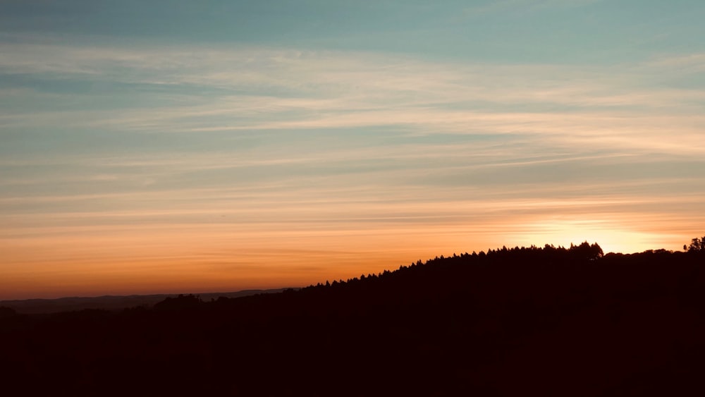 silhouette of trees during sunset