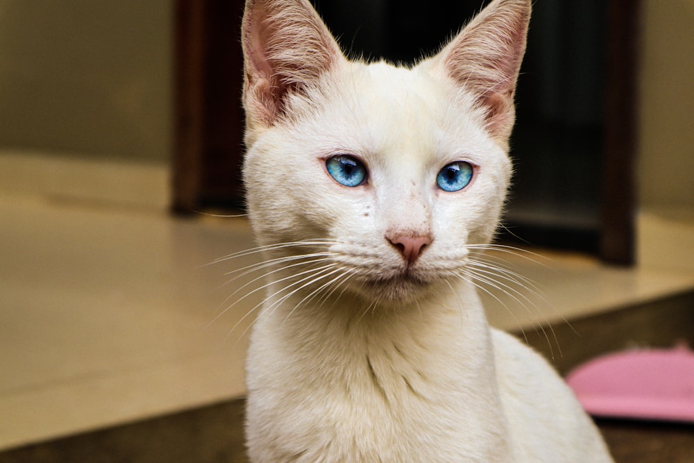 white and brown cat on brown wooden table