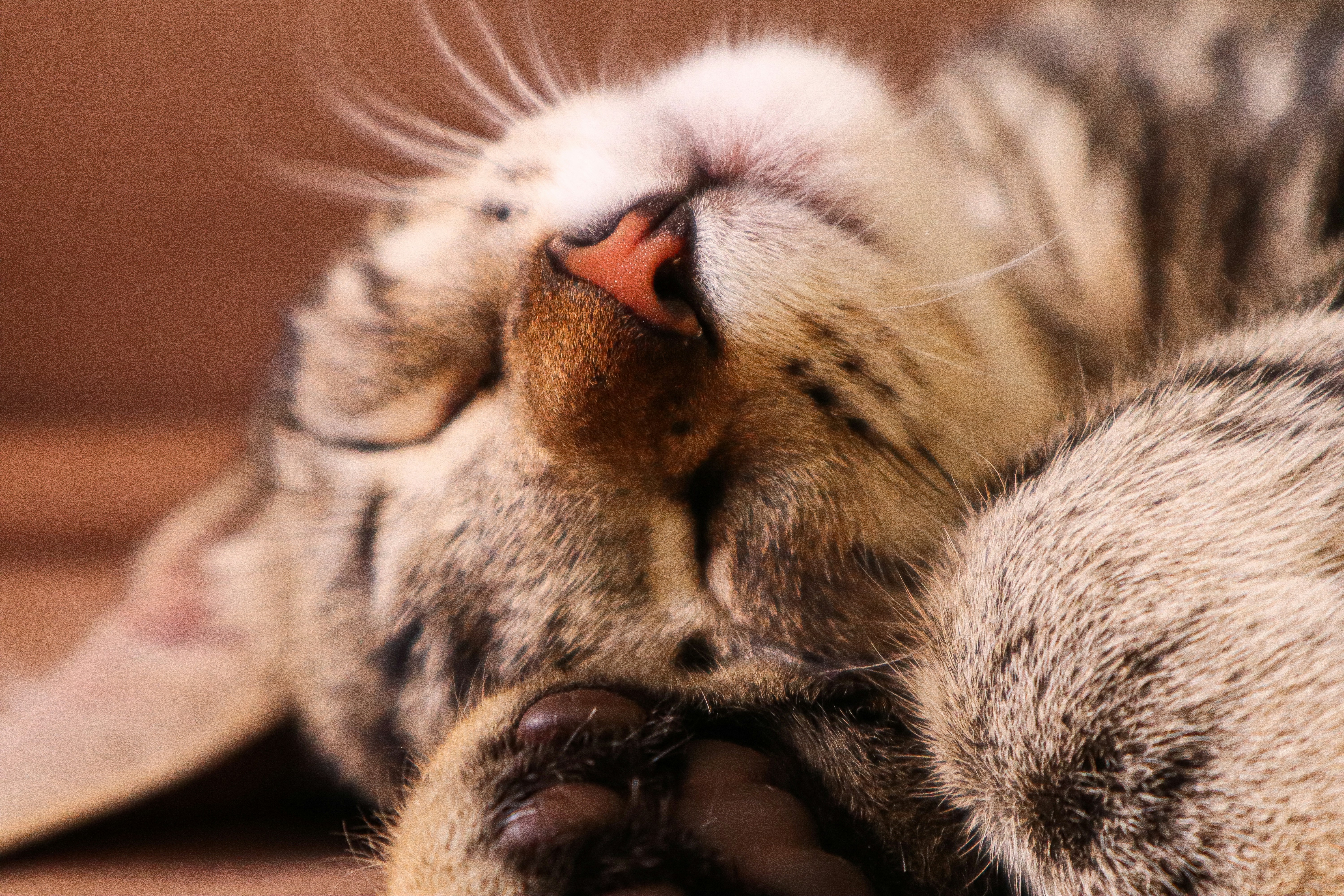 Photo by victormuzza