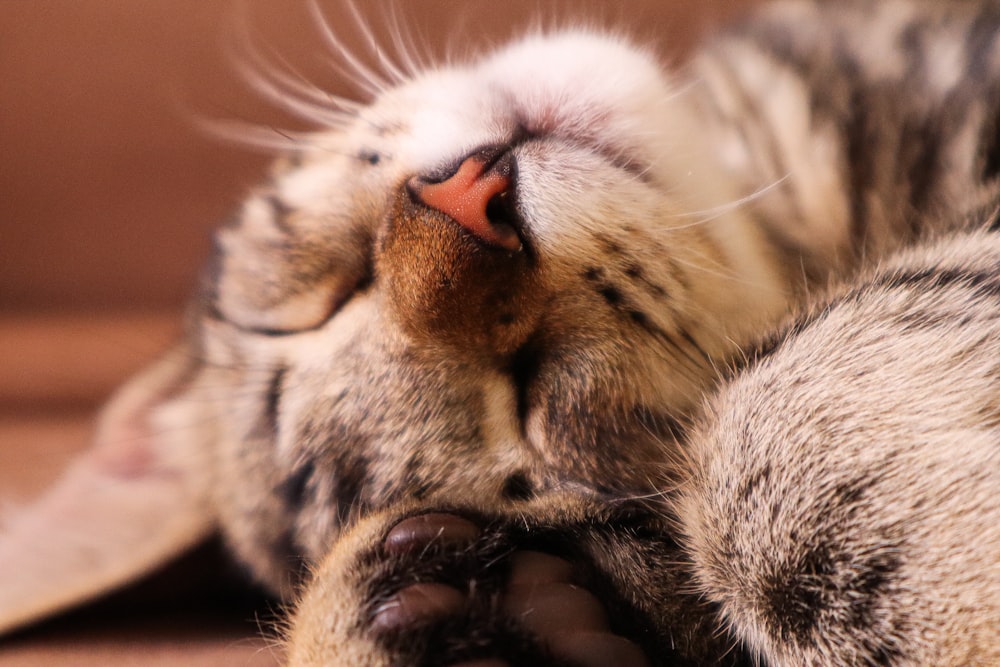 brown tabby cat lying on brown textile