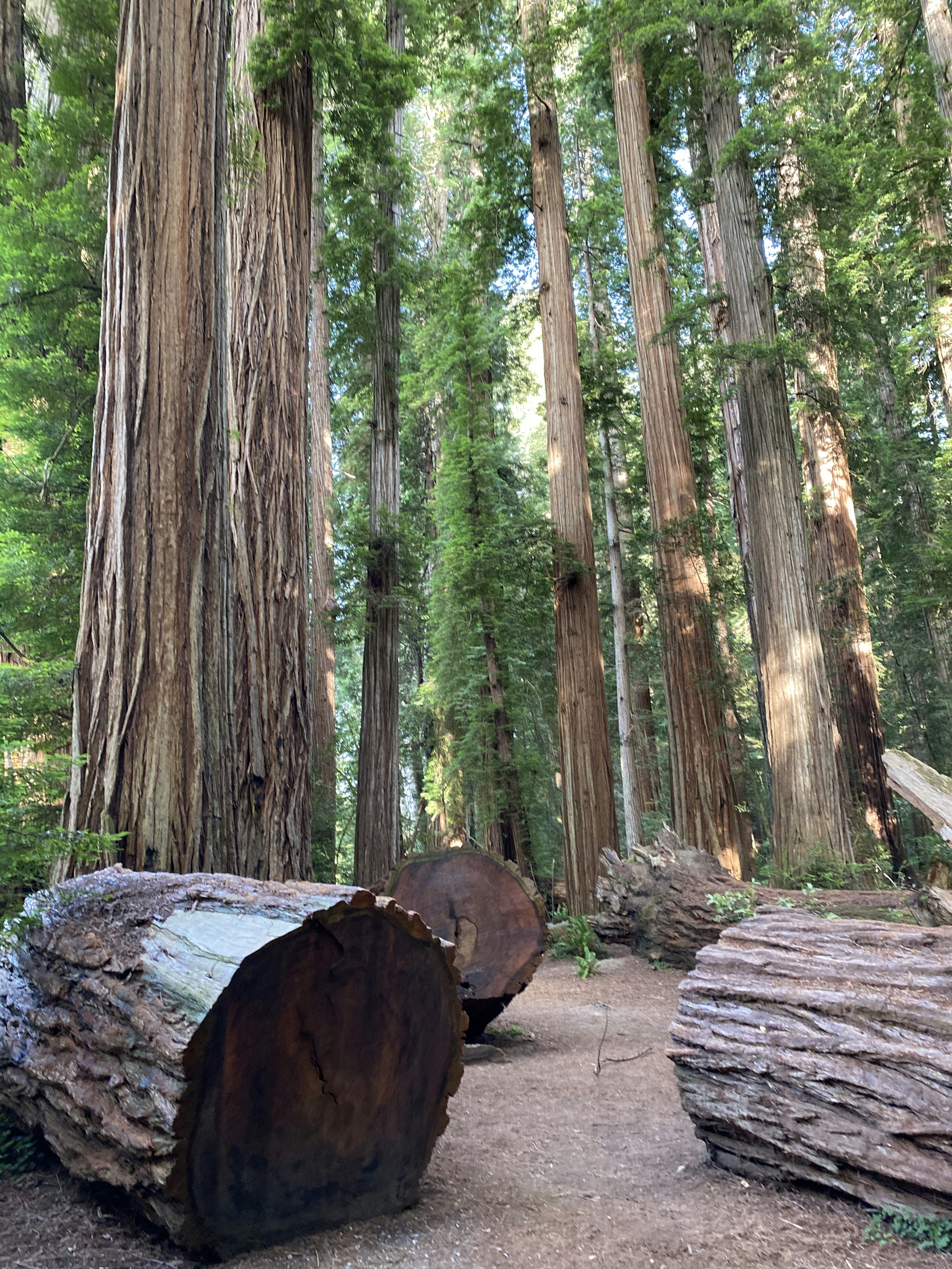 Brown tree log on forest during daytime photo – Free Plant Image on ...