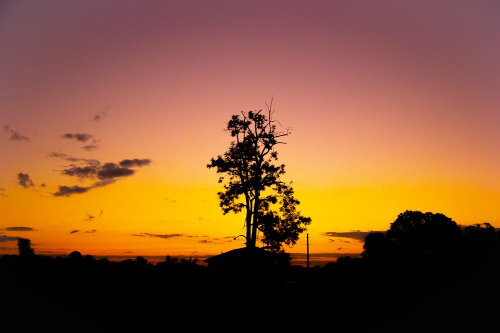 silhouette of tree during sunset