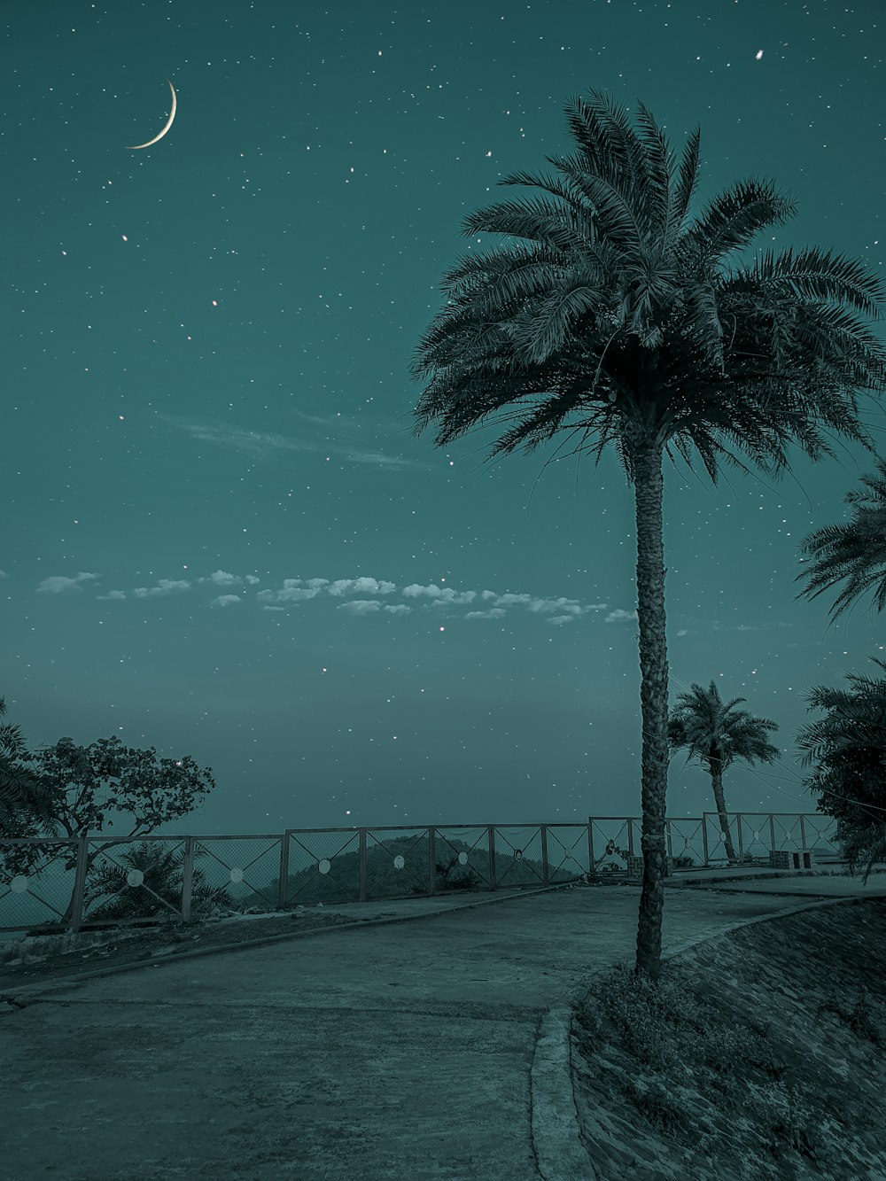 palm tree near body of water during night time