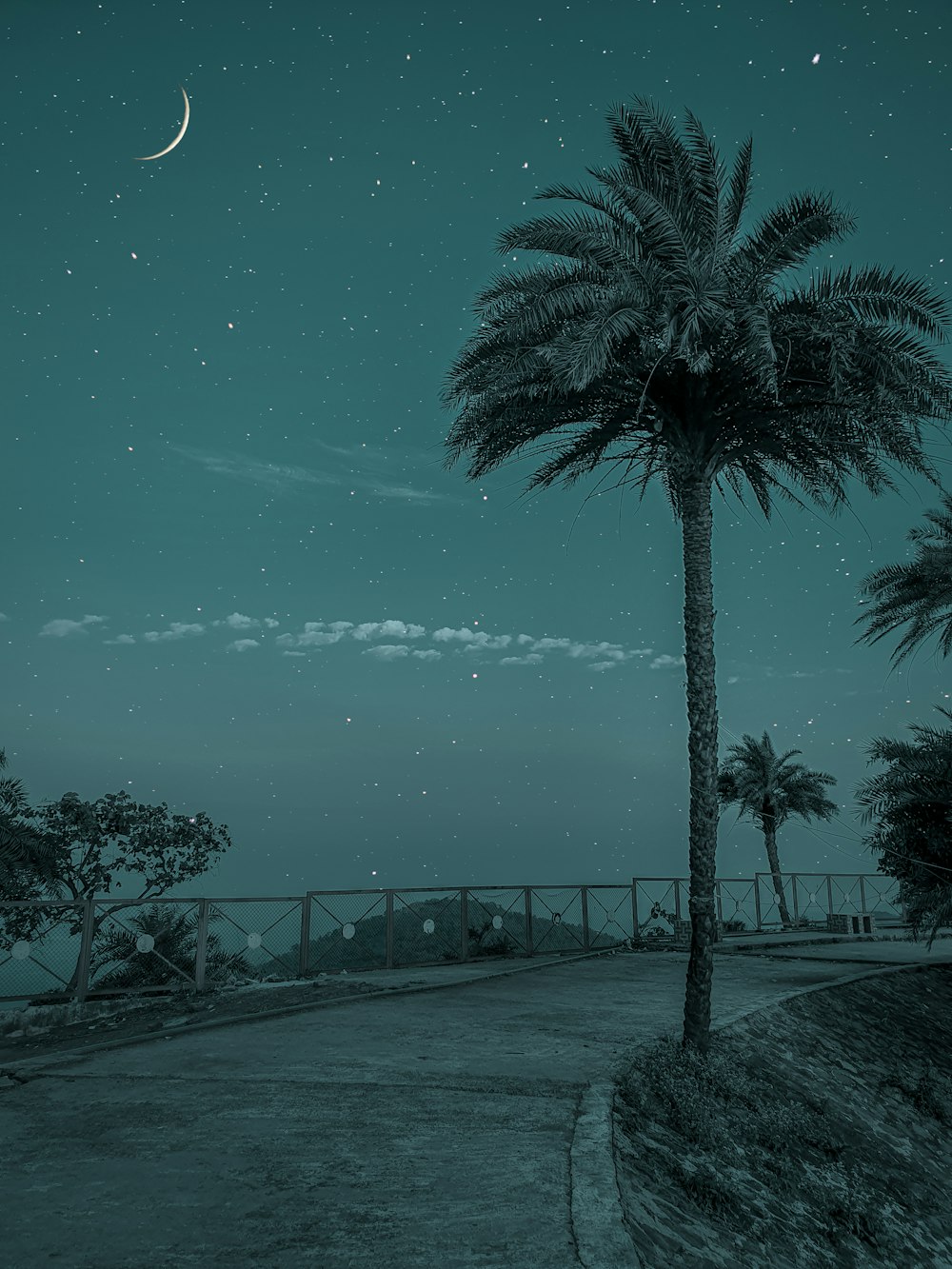 Palmera cerca del cuerpo de agua durante la noche