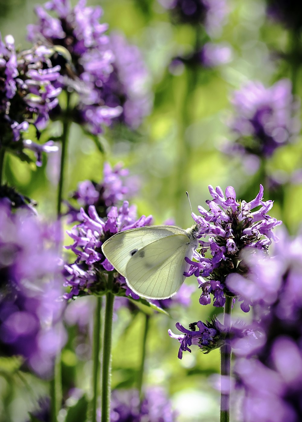 purple flower with green leaves