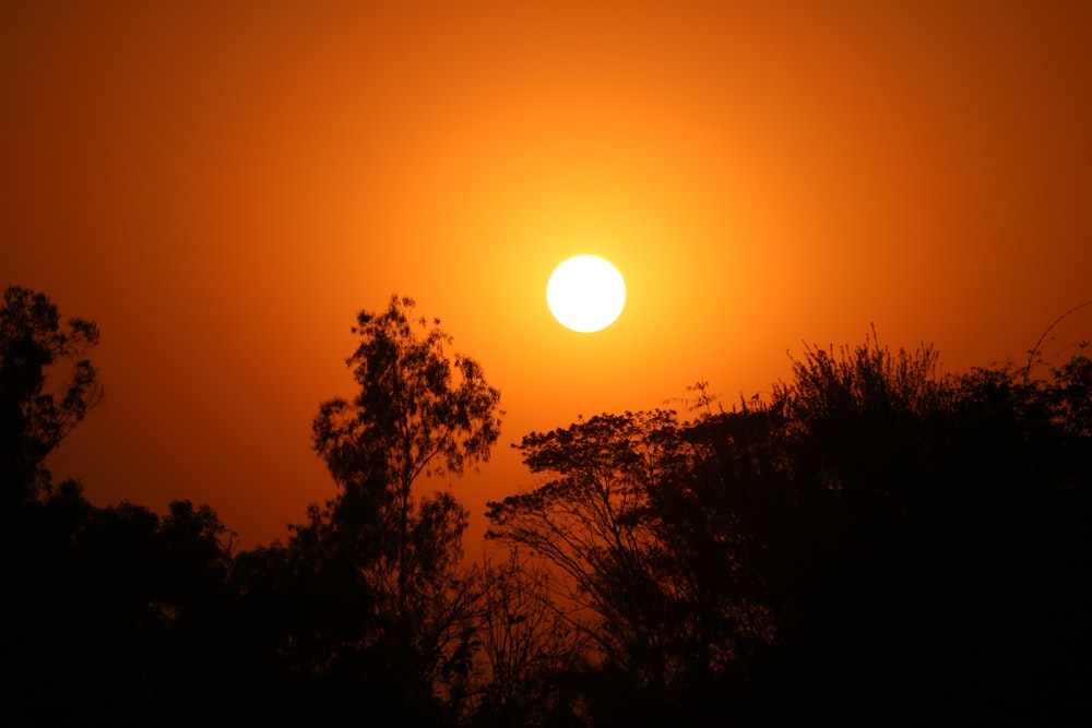 silhouette of trees during sunset