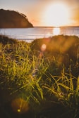 green grass field during sunset