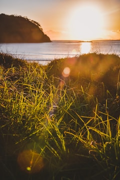 green grass field during sunset