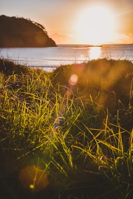 green grass field during sunset