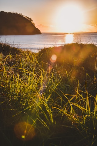 green grass field during sunset