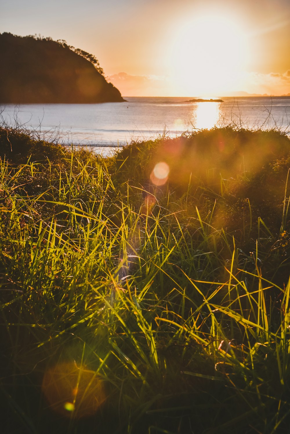 Champ d’herbe verte au coucher du soleil