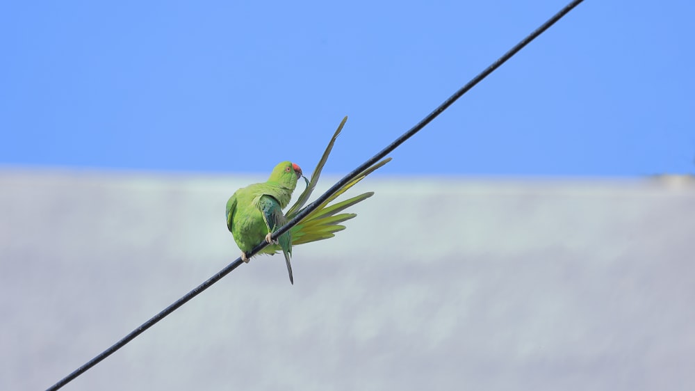 pájaro verde sobre alambre negro