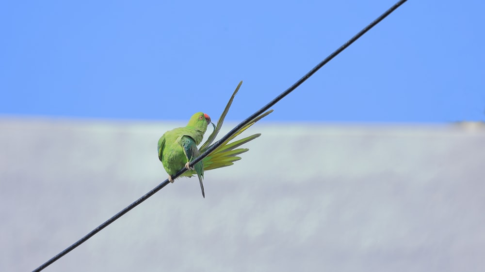 green bird on black wire