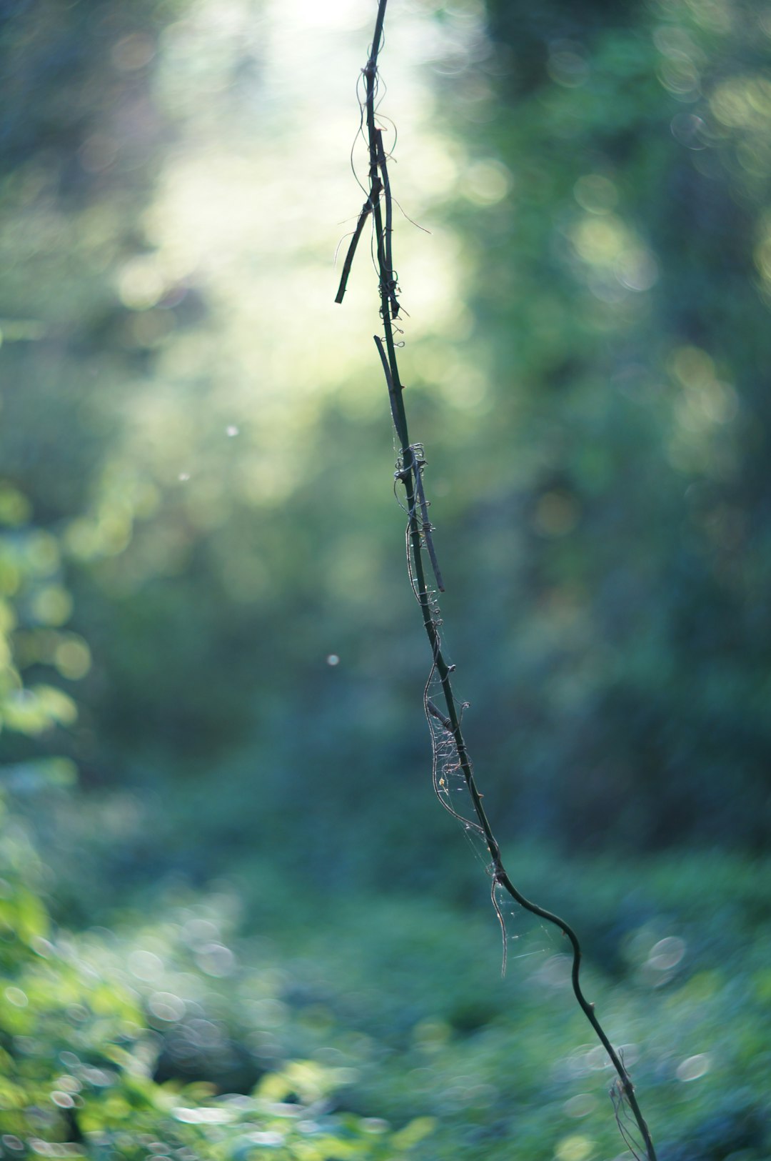 travelers stories about Forest in Varna, Bulgaria