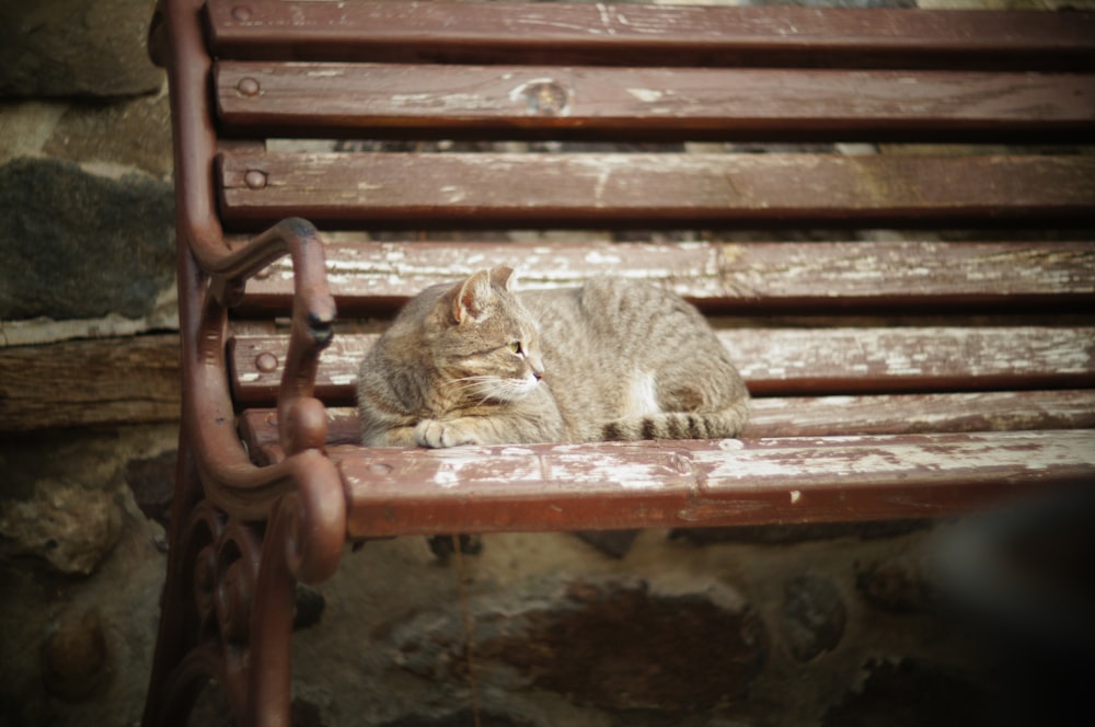 brown tabby cat on brown wooden bench