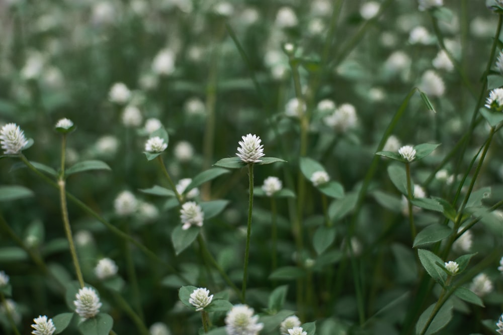 white flowers in tilt shift lens