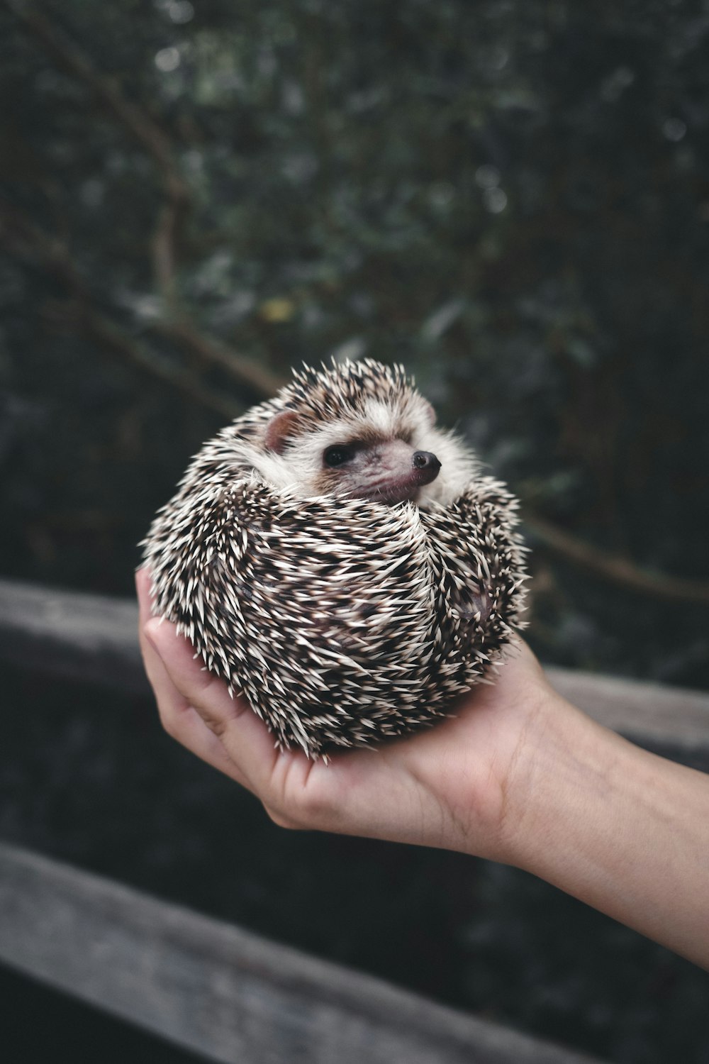 person holding white and black hedgehog