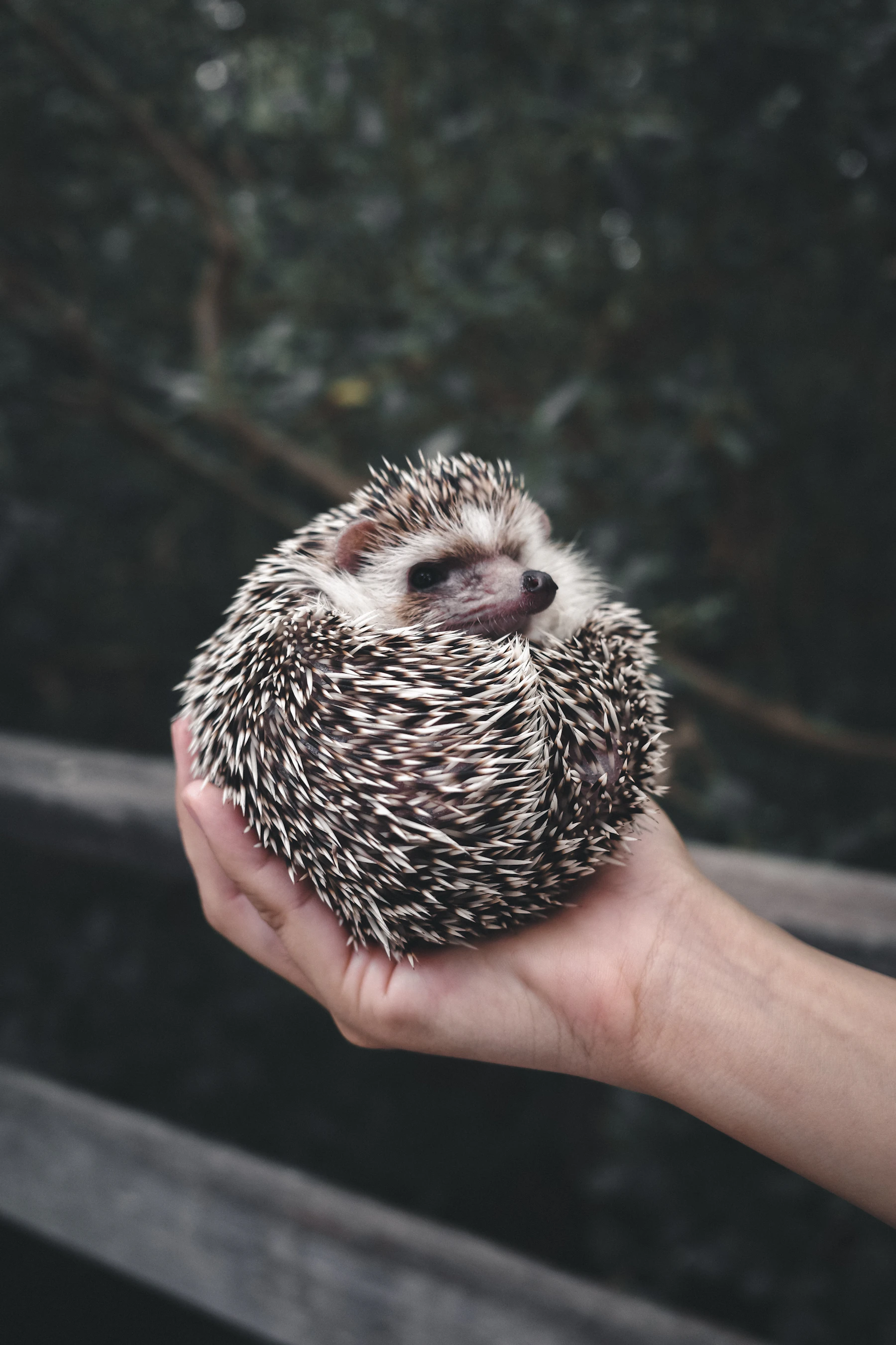 A hedgehog rolled into a ball in one raised hand