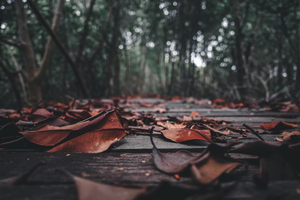 brown dried leaves on ground