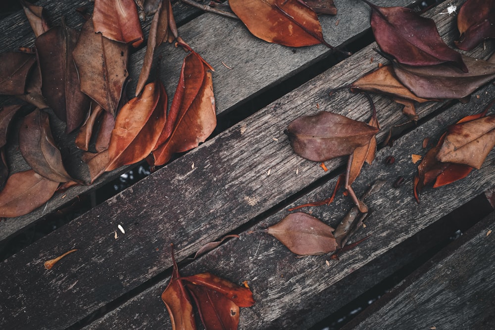 brown leaves on black wooden surface