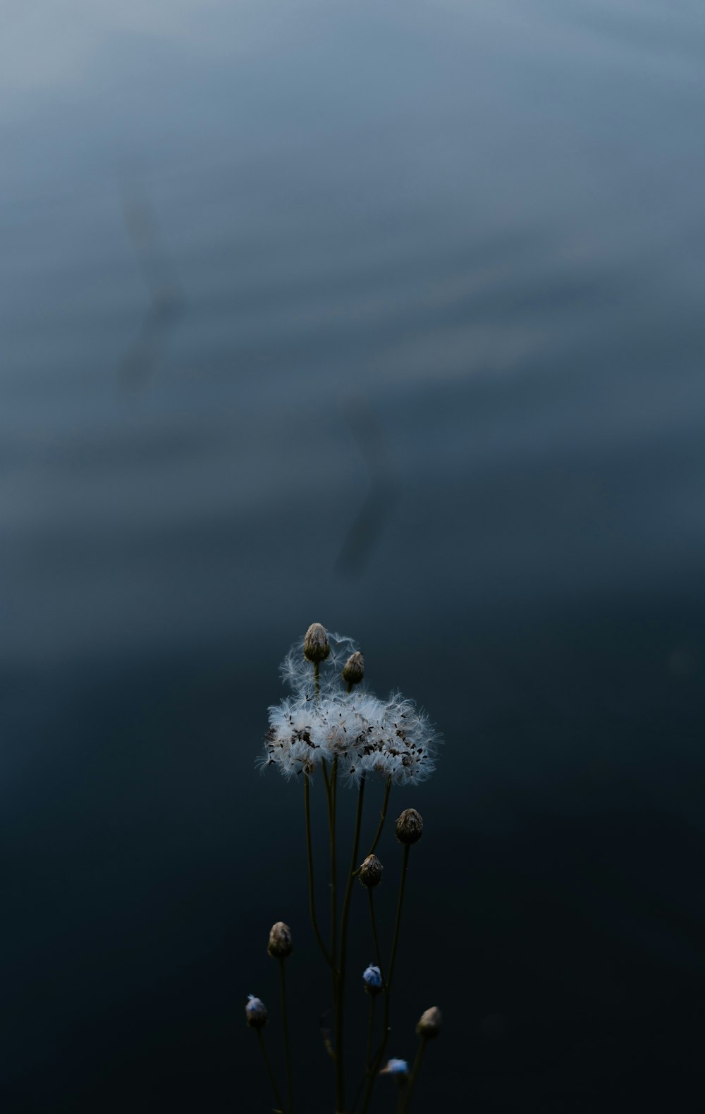 white flower in grayscale photography