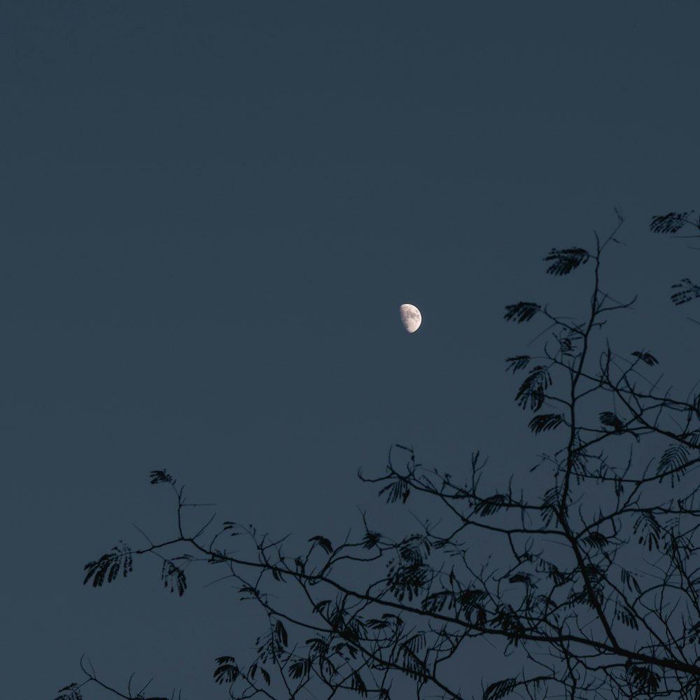 full moon over bare tree