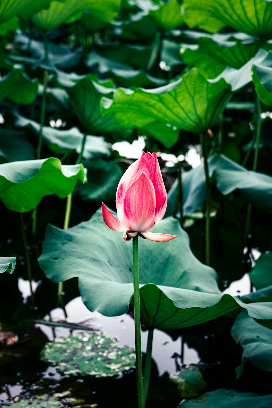 pink lotus flower in bloom during daytime