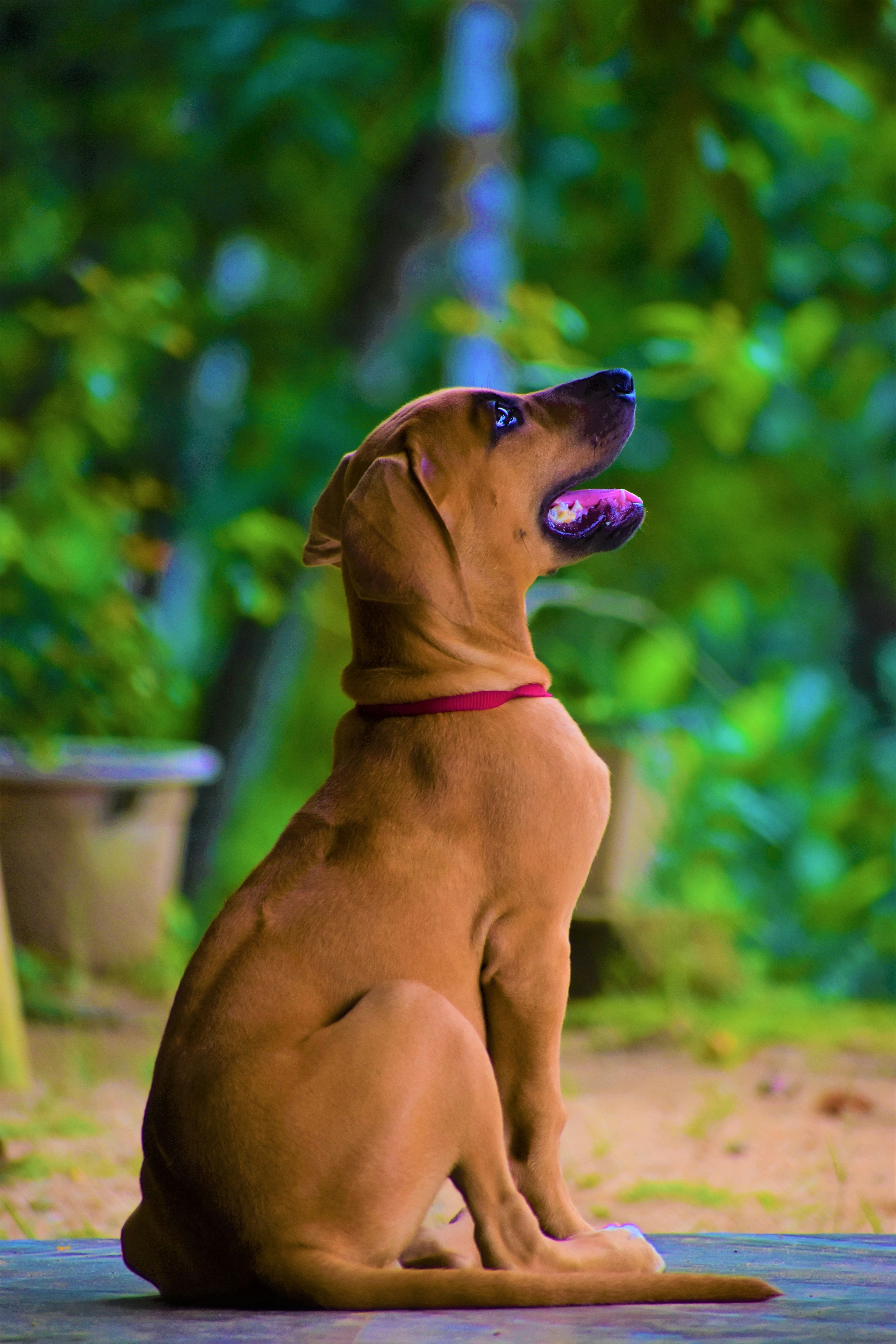 Eco-Friendly Dog Collar