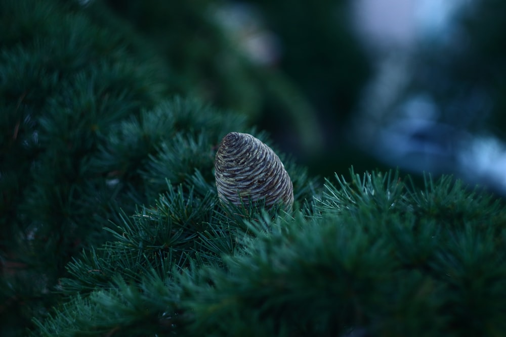 green pine cone on green grass