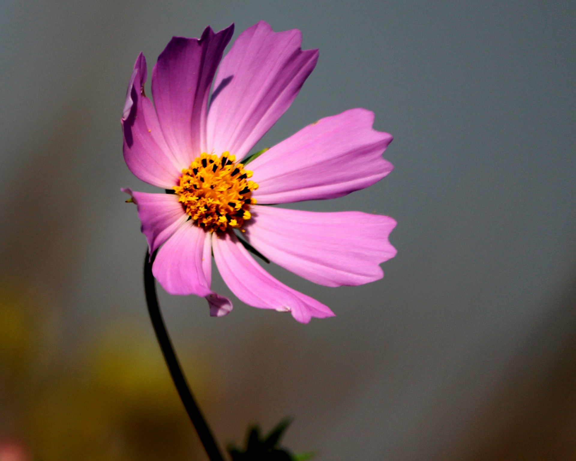 purple flower in tilt shift lens
