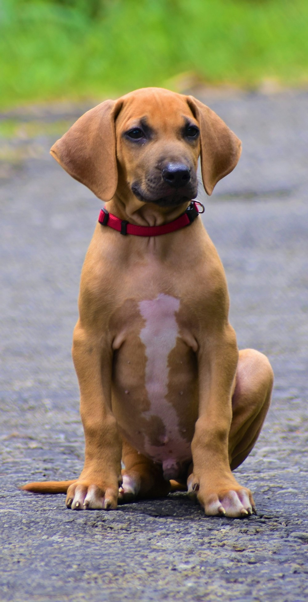 brown short coated dog on gray sand during daytime