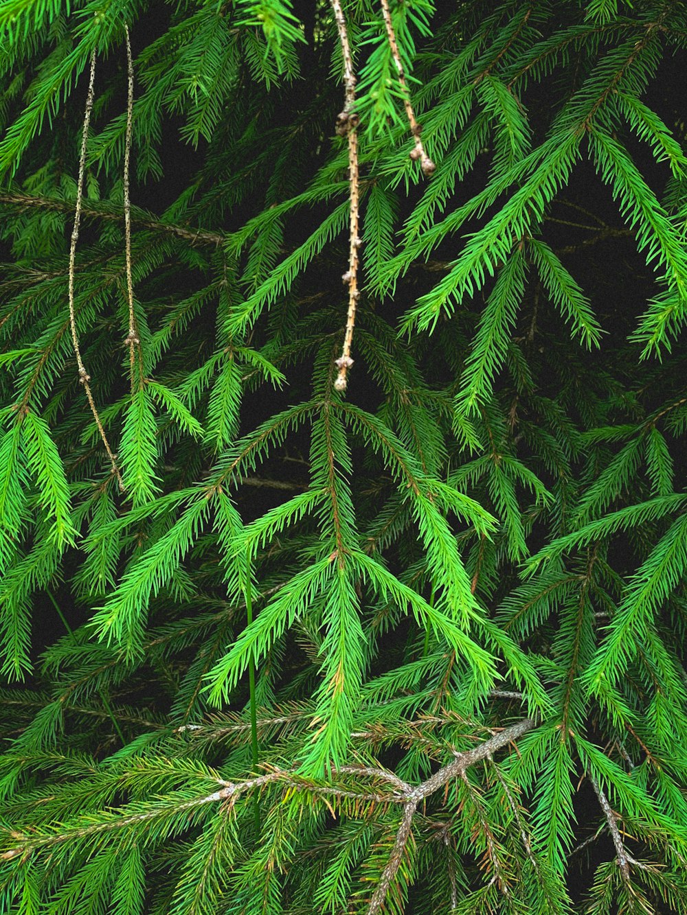 green pine tree leaves during daytime