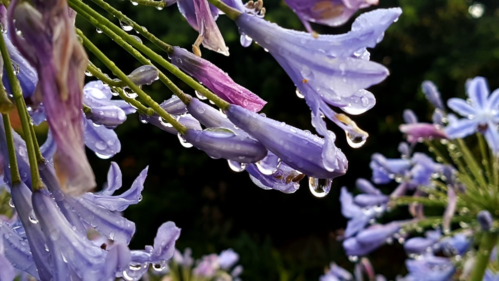 purple and white flower in close up photography