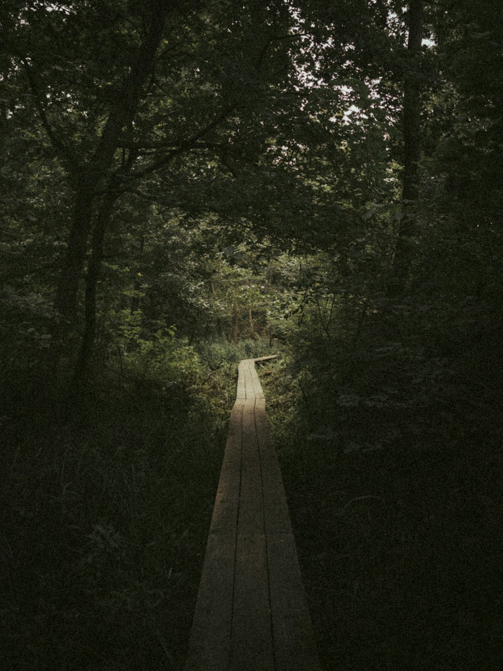 gray concrete pathway between green trees