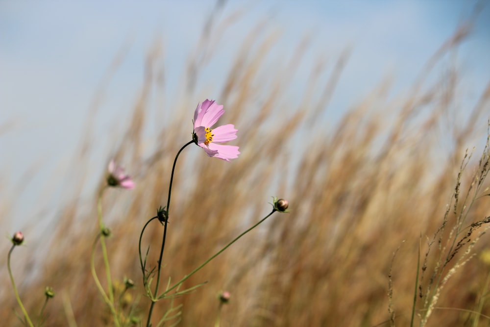 pink flower in tilt shift lens