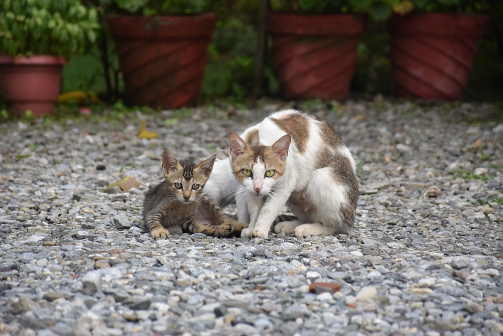 white and brown cat lying on ground