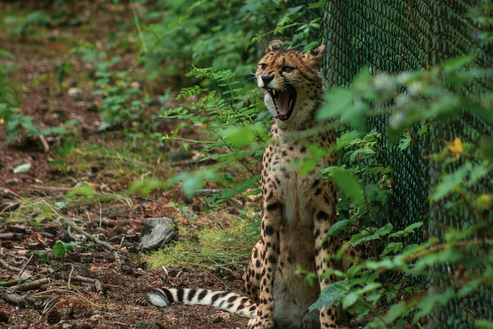 cheetah lying on ground during daytime