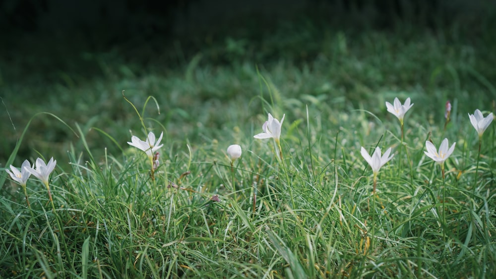 fleur blanche sur le champ d'herbe verte pendant la journée photo – Photo  Gris Gratuite sur Unsplash