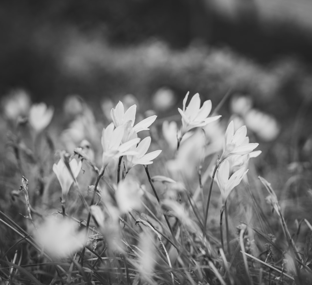 grayscale photo of white flowers