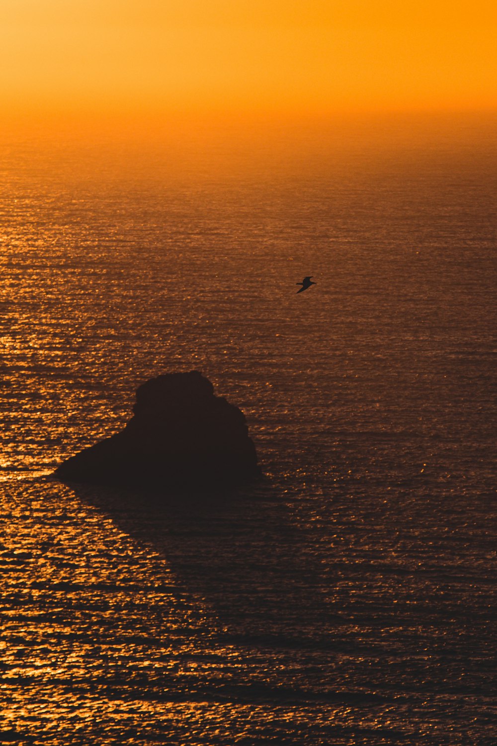 silhouette of bird flying over the sea during sunset