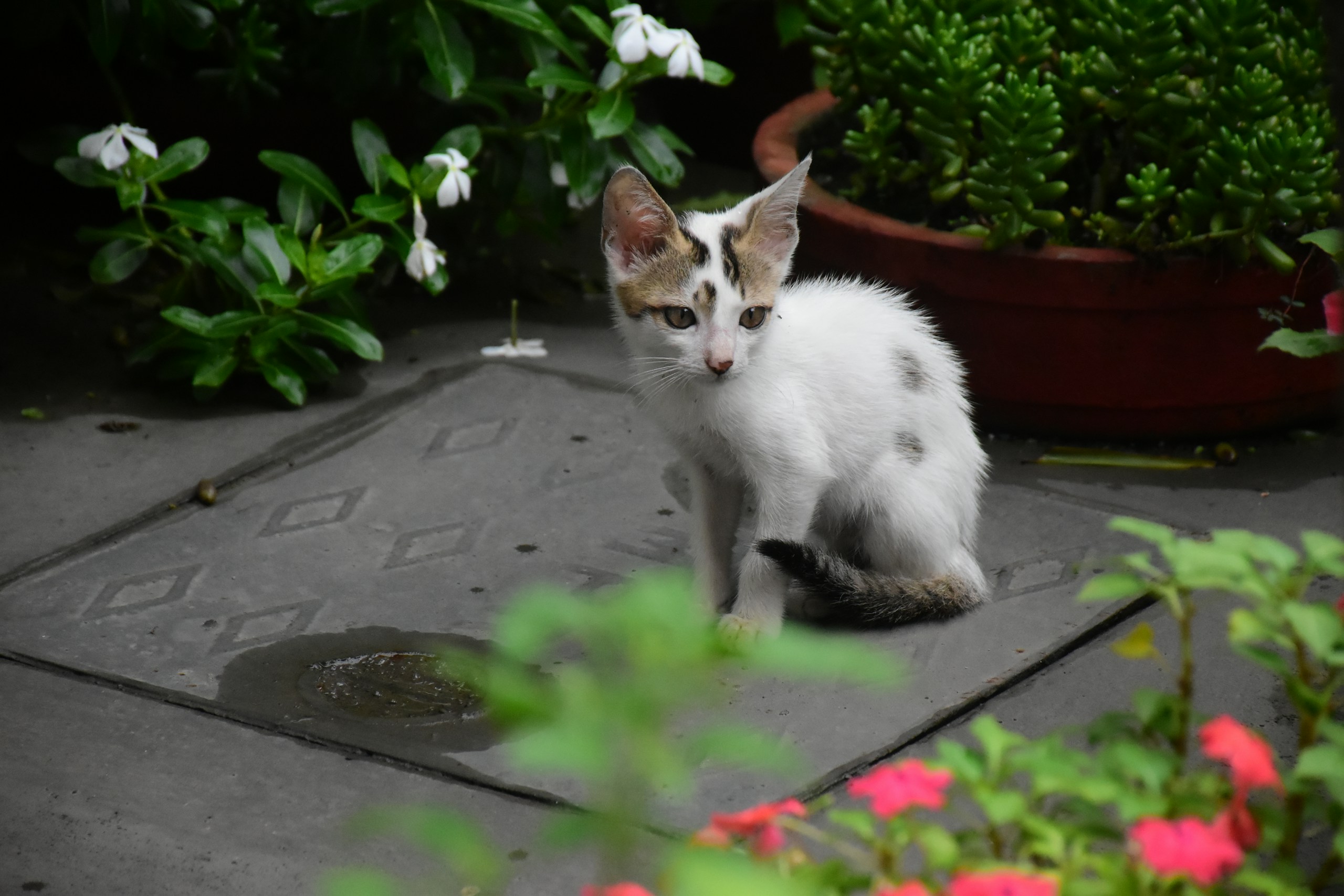 white cat on gray concrete floor