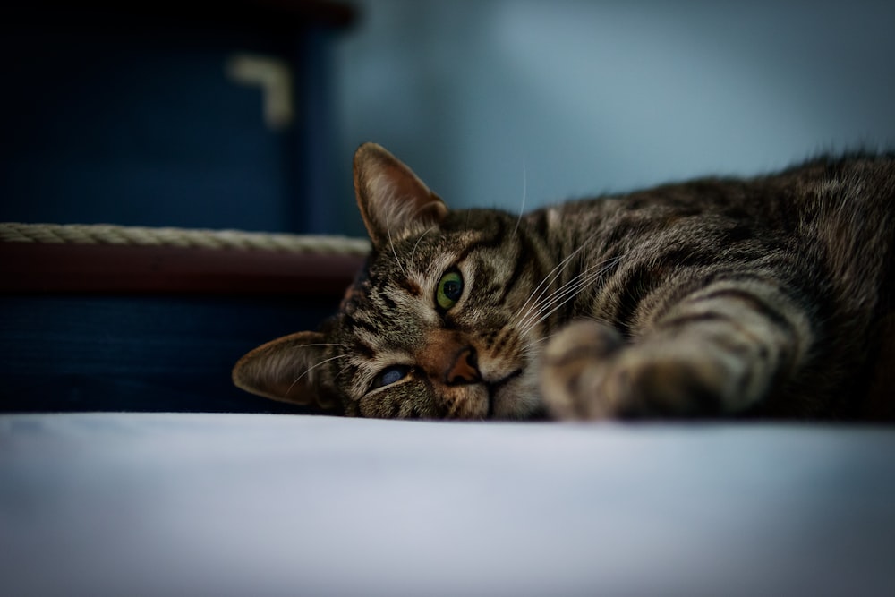 brown tabby cat lying on white surface