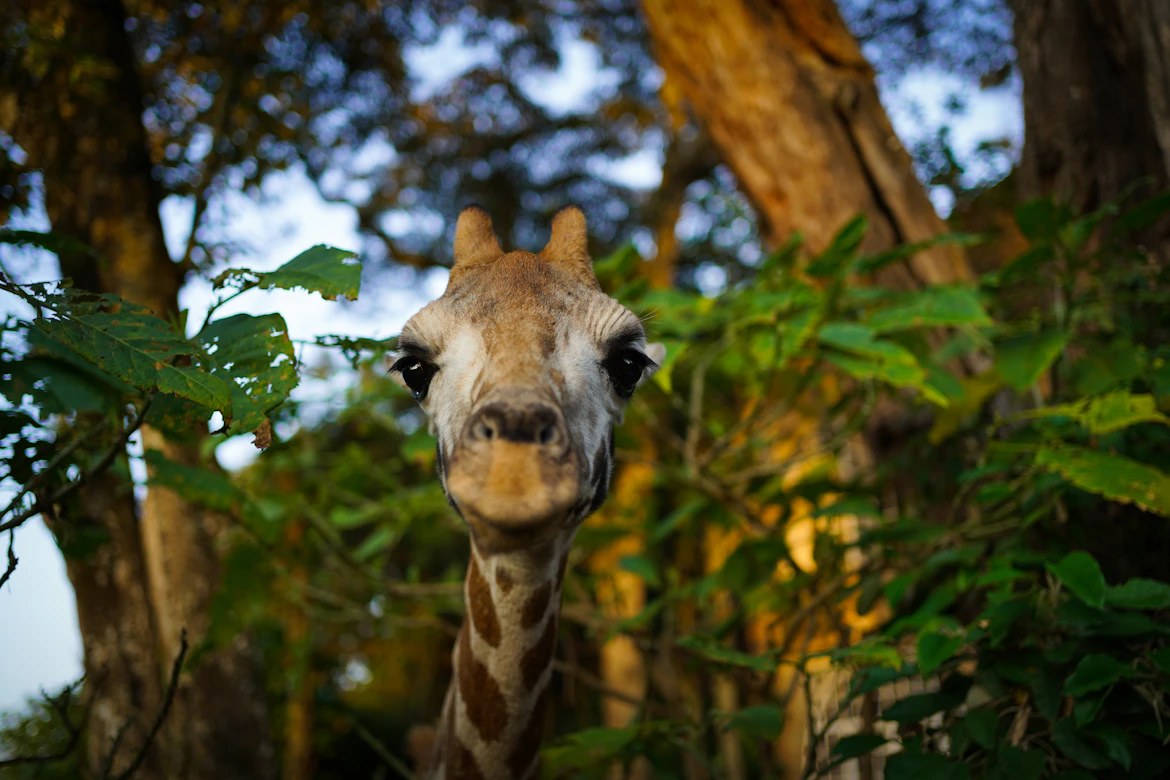 Giraffe at a conservation center in Nairobi
