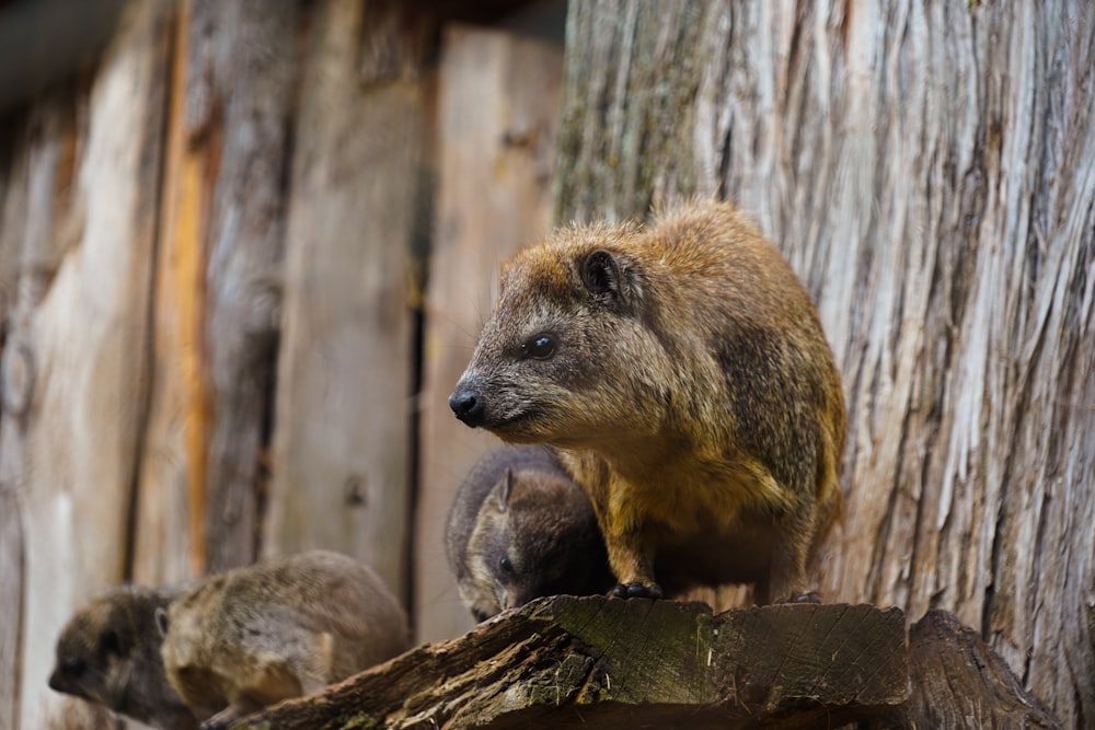 animale marrone e nero su tronco d'albero marrone