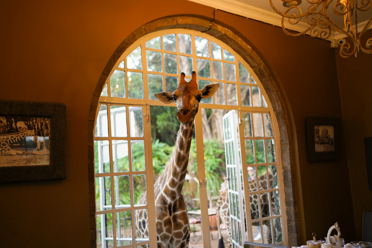Giraffe Centre & Karen Highlights