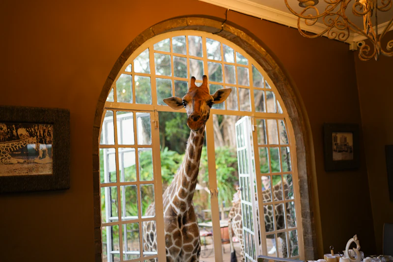 Giraffe Centre & Karen Highlights
