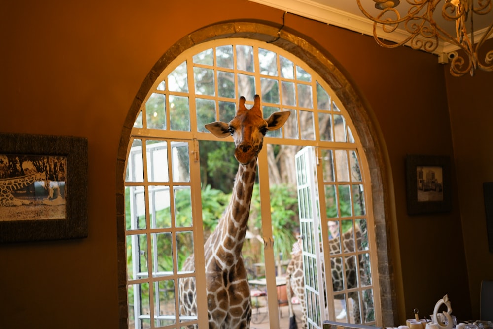 Jirafa en la ventana durante el día