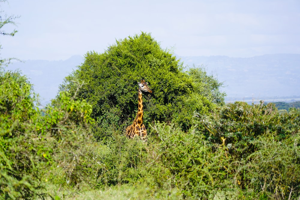 giraffa sul campo di erba verde durante il giorno