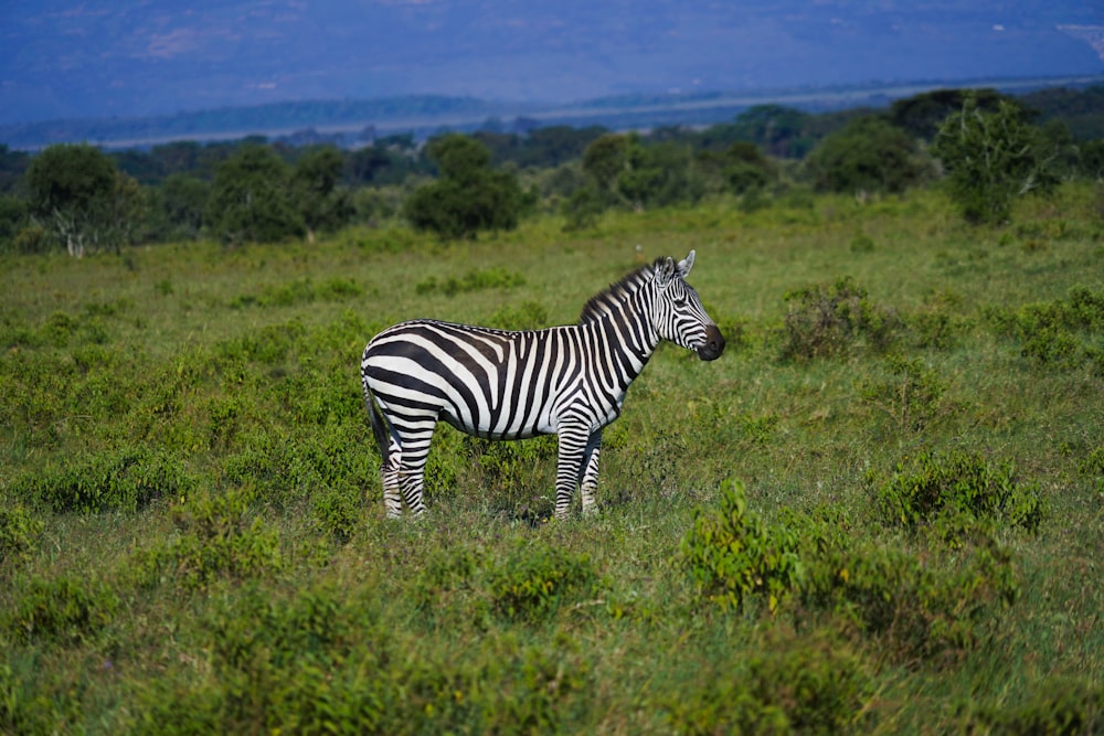 zebra on green grass field during daytime